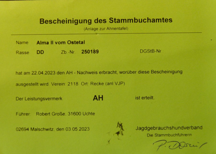2023-05-12_Alma-II-vom-Ostetal_Armburster-Halt.jpg